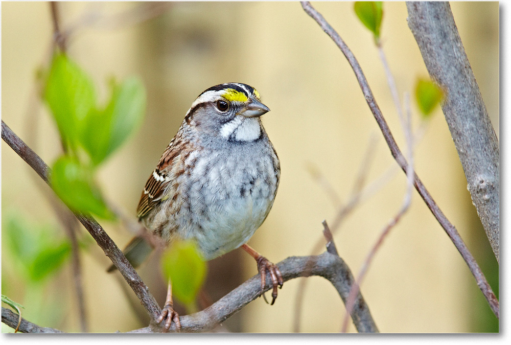 SparrowWhiteThroated-Virginia-2013Mar_D5A0710
