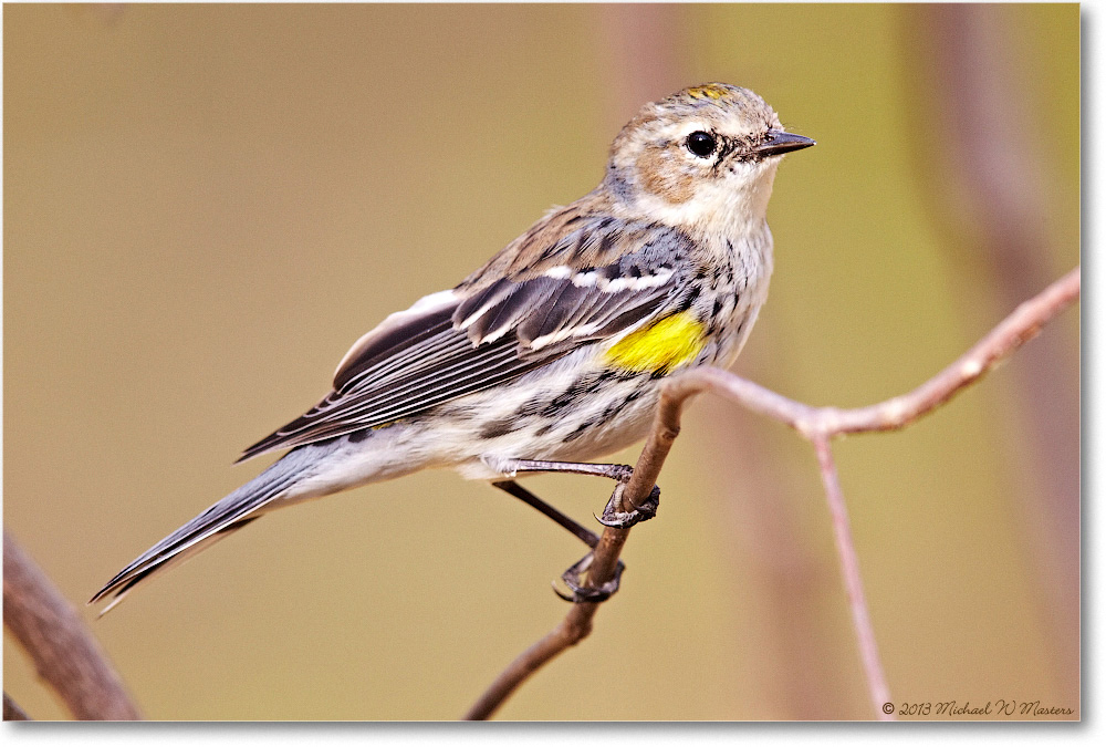 WarblerYellowRumped-Virginia-2013Mar_D5A0646