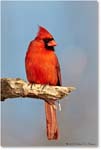 Cardinal_Virginia_2013Apr_D5A0539