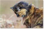CatTortiseShell_Virginia_2013Mar_D5A0333