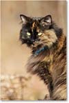 CatTortiseShell_Virginia_2013Mar_D5A0481