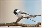 ChickadeeBlack-Capped_Virginia_2013Mar_D5A0350