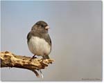 JuncoSlateColored_Virginia_2013Mar_D5A0296