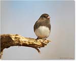 JuncoSlateColored_Virginia_2013Mar_D5A0299