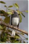 JuncoSlateColored_Virginia_2013Mar_D5A0412