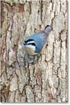 Nuthatch_Virginia_2013Mar_D5A0341