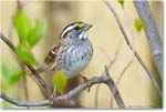 SparrowWhiteThroated-Virginia-2013Mar_D5A0702