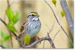 SparrowWhiteThroated-Virginia-2013Mar_D5A0710