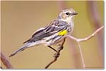 WarblerYellowRumped-Virginia-2013Mar_D5A0646