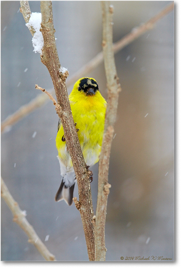 Goldfinch-Virginia-2014Mar-1DXA0013