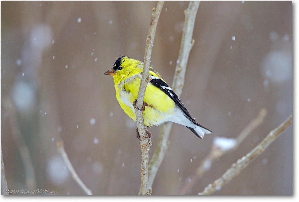 Goldfinch-Virginia-2014Mar-1DXA0043