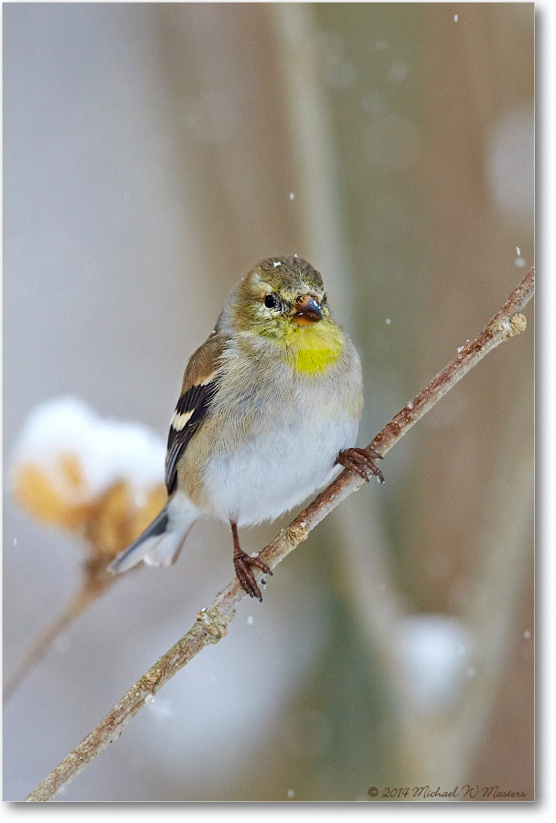 Goldfinch-Virginia-2014Mar-1DXA0055