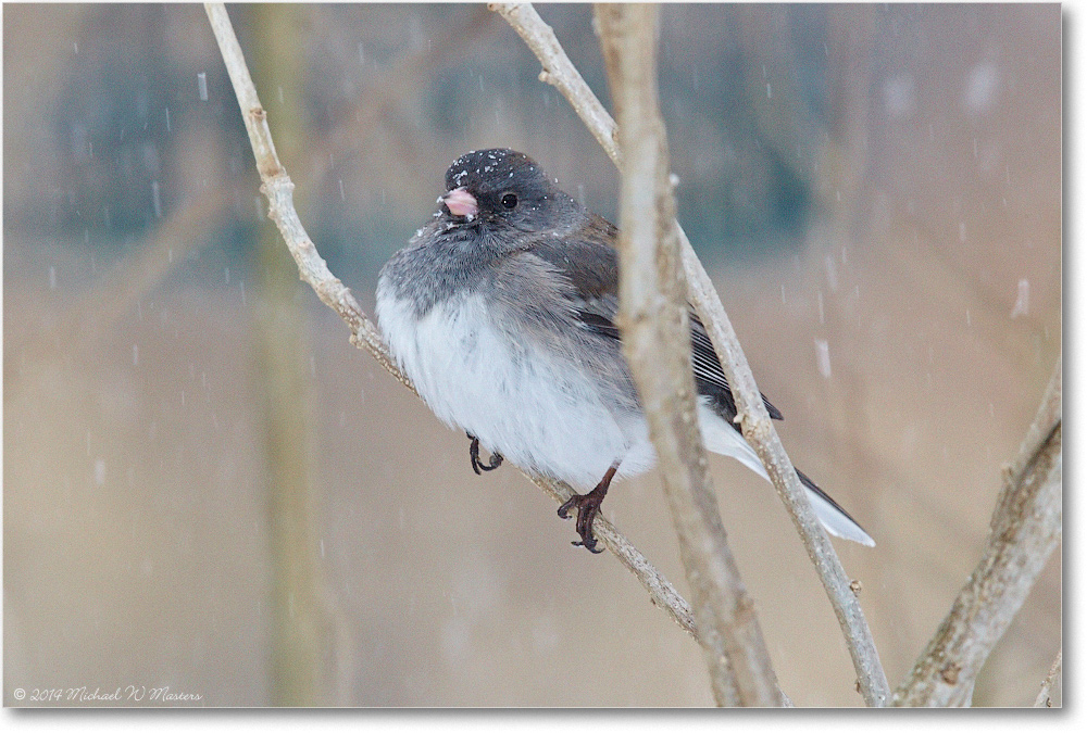 JuncoDarkEyed-Virginia-2014Mar_D5A1275