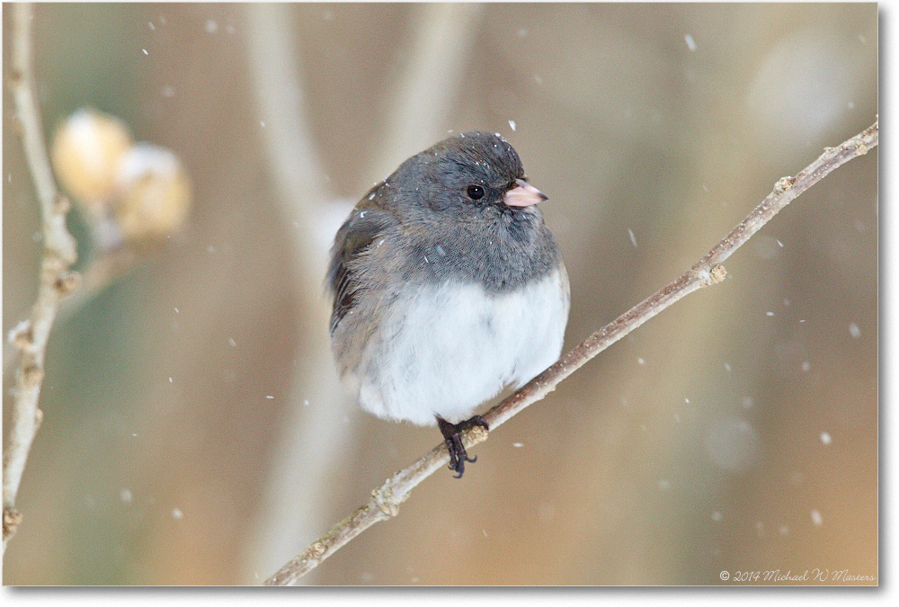 JuncoDarkEyed-Virginia-2014Mar_D5A1399