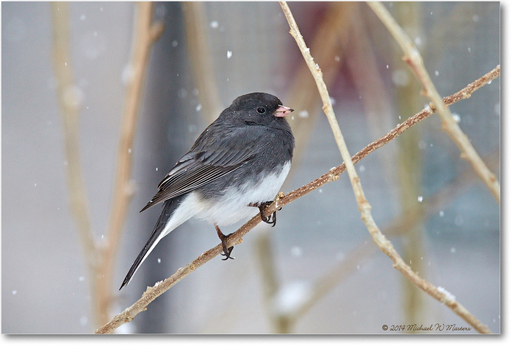 JuncoSlateColoredMale-Virginia-2014Mar-1DXA0019