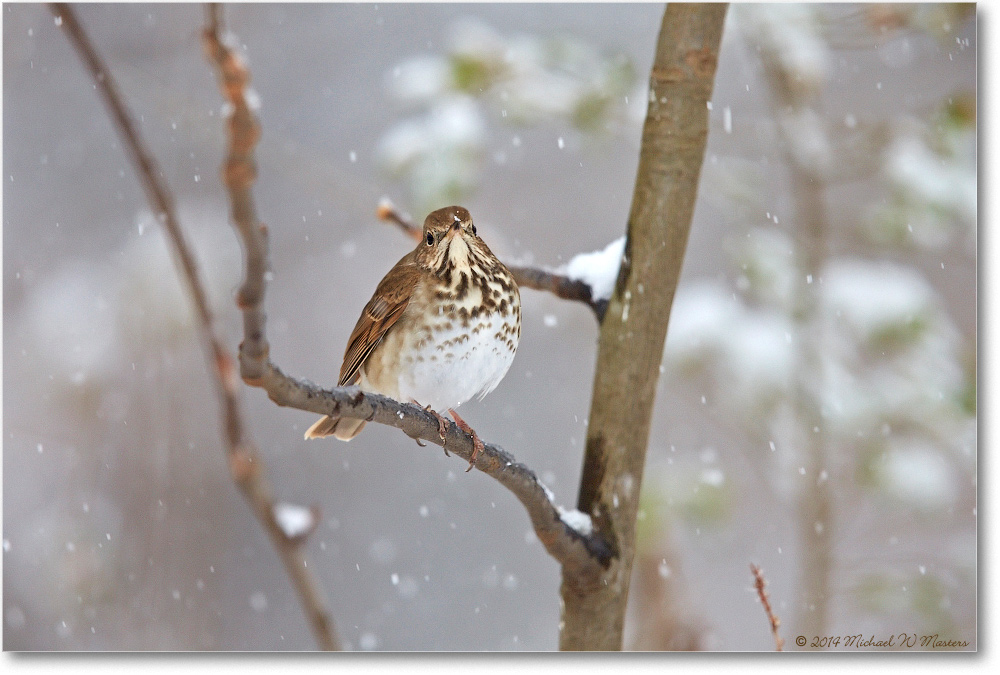 ThurshHermit-Virginia-2014Mar-1DXA0024