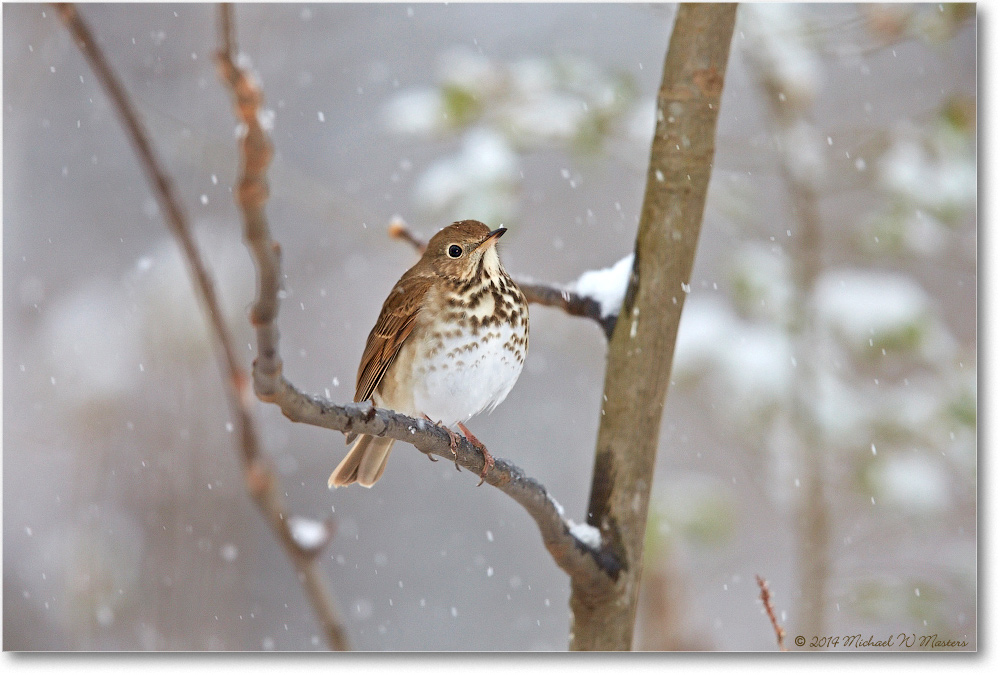 ThurshHermit-Virginia-2014Mar-1DXA0030