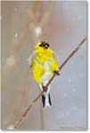 Goldfinch-Virginia-2014Mar-1DXA0008