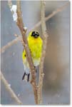Goldfinch-Virginia-2014Mar-1DXA0013