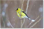 Goldfinch-Virginia-2014Mar-1DXA0043