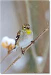 Goldfinch-Virginia-2014Mar-1DXA0055