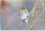 Goldfinch-Virginia-2014Mar_D5A1294