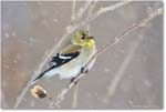 Goldfinch-Virginia-2014Mar_D5A1311