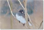 JuncoDarkEyed-Virginia-2014Mar_D5A1271