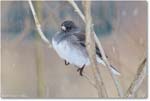 JuncoDarkEyed-Virginia-2014Mar_D5A1275
