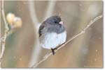 JuncoDarkEyed-Virginia-2014Mar_D5A1399