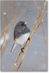 JuncoSlateColoredFemale-Virginia-2014Mar-1DXA0062