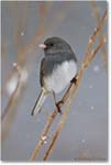 JuncoSlateColoredFemale-Virginia-2014Mar-1DXA0067
