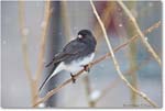 JuncoSlateColoredMale-Virginia-2014Mar-1DXA0018