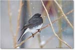 JuncoSlateColoredMale-Virginia-2014Mar-1DXA0019