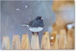 JuncoSlateColoredMale-Virginia-2014Mar-1DXA0034