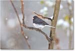 JuncoSlateColoredMale-Virginia-2014Mar-1DXA0072