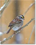 SparrowWhiteThroated-Virginia-2014Mar-1DXA0057
