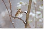 ThurshHermit-Virginia-2014Mar-1DXA0024