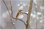 ThurshHermit-Virginia-2014Mar-1DXA0030