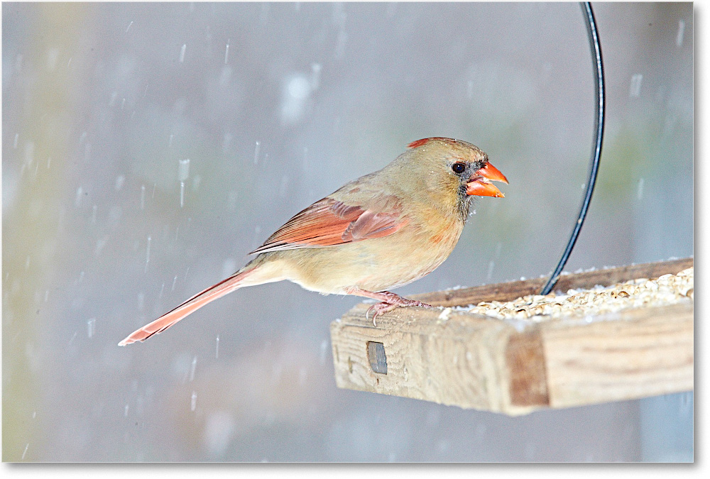 CardinalFemale-Virginia-2015Feb-1DXA1405 copy