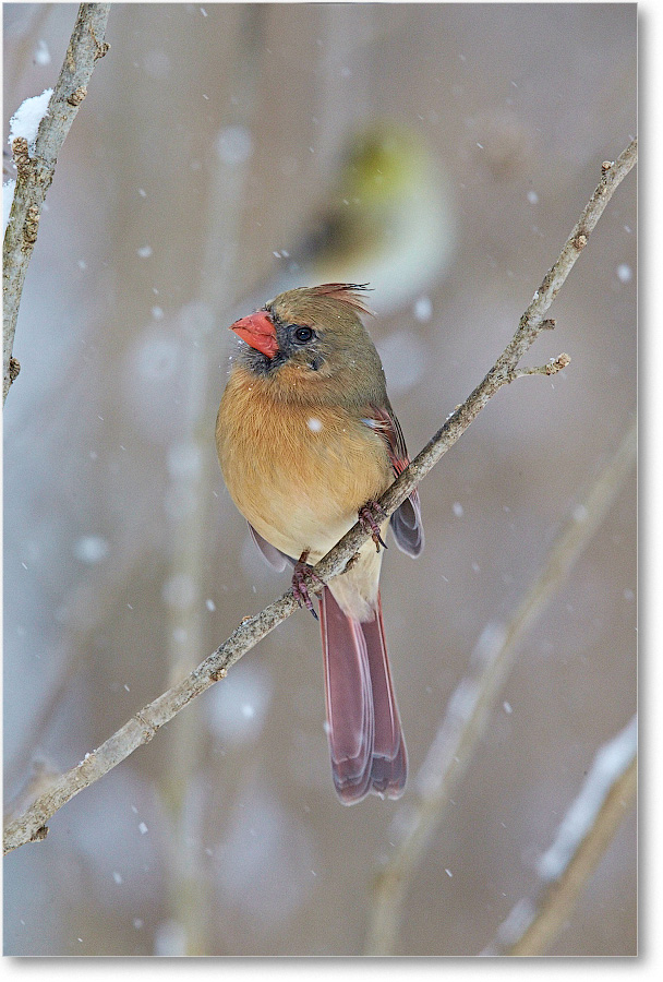 CardinalFemale-Virginia-2015Feb-1DXA1533 copy