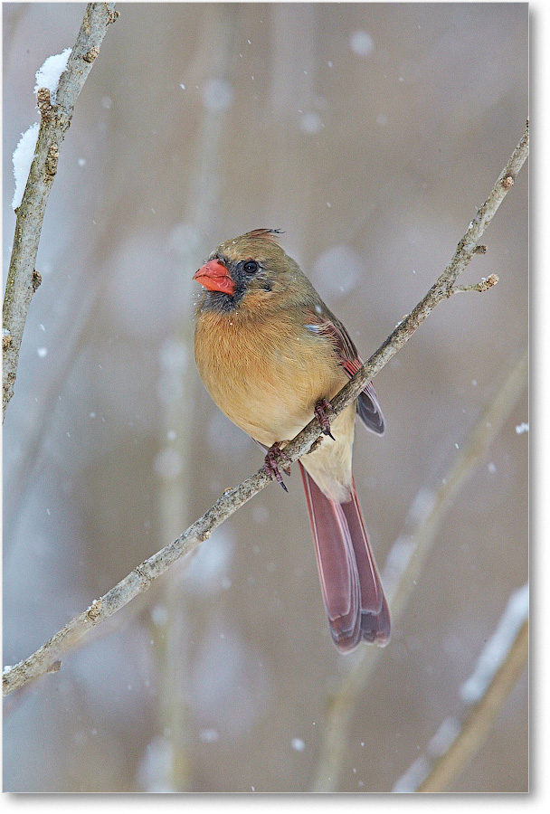 CardinalFemale-Virginia-2015Feb-1DXA1548 copy
