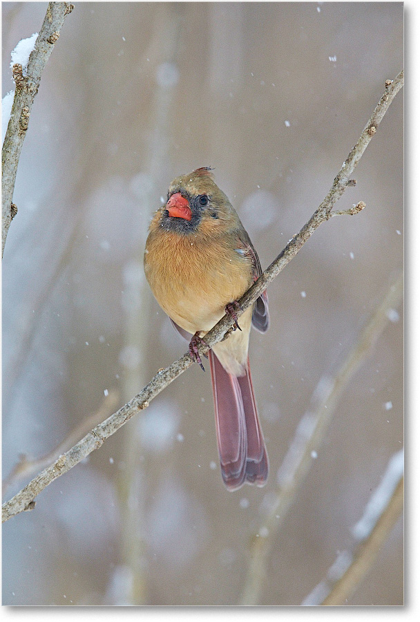 CardinalFemale-Virginia-2015Feb-1DXA1550 copy