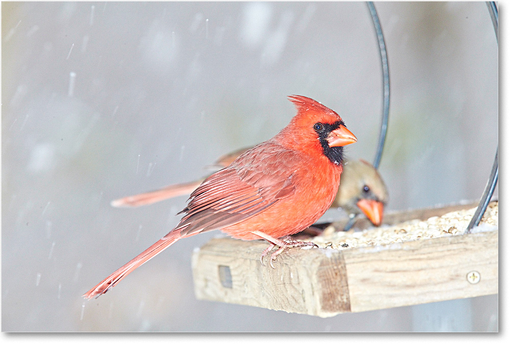 CardinalMale-Virginia-2015Feb-1DXA1409 copy