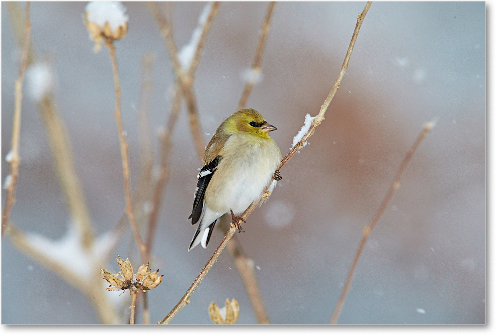 Goldfinch-Virginia-2015Feb-1DXA1453 copy