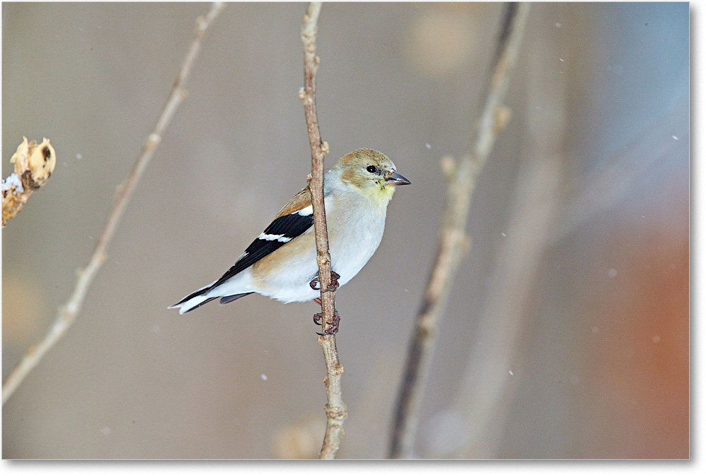 Goldfinch-Virginia-2015Feb-1DXA1567 copy