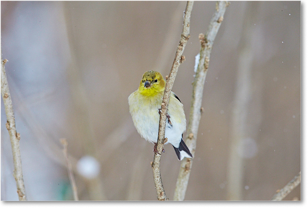Goldfinch-Virginia-2015Feb-1DXA1573 copy