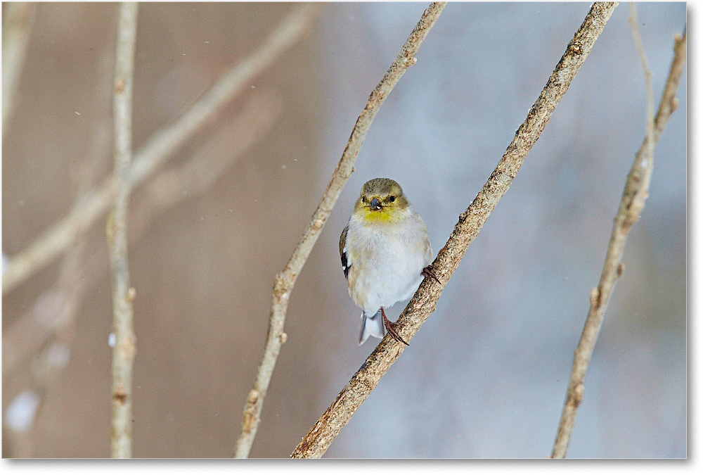 Goldfinch-Virginia-2015Feb-1DXA1588 copy