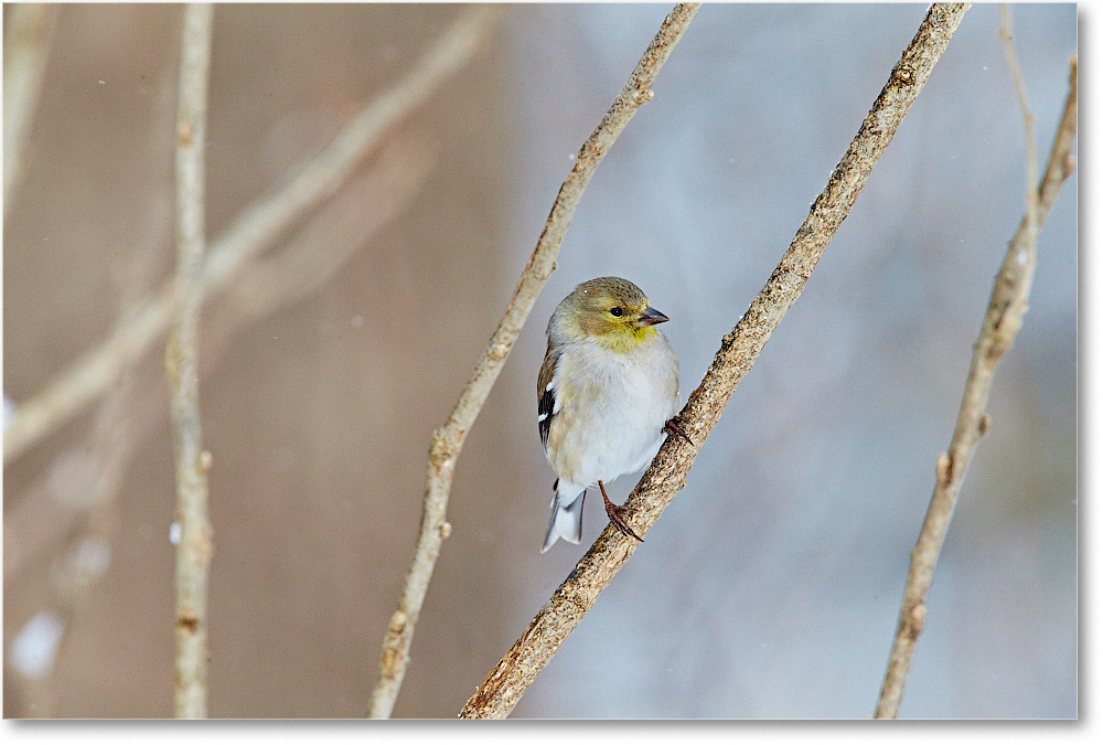 Goldfinch-Virginia-2015Feb-1DXA1589 copy