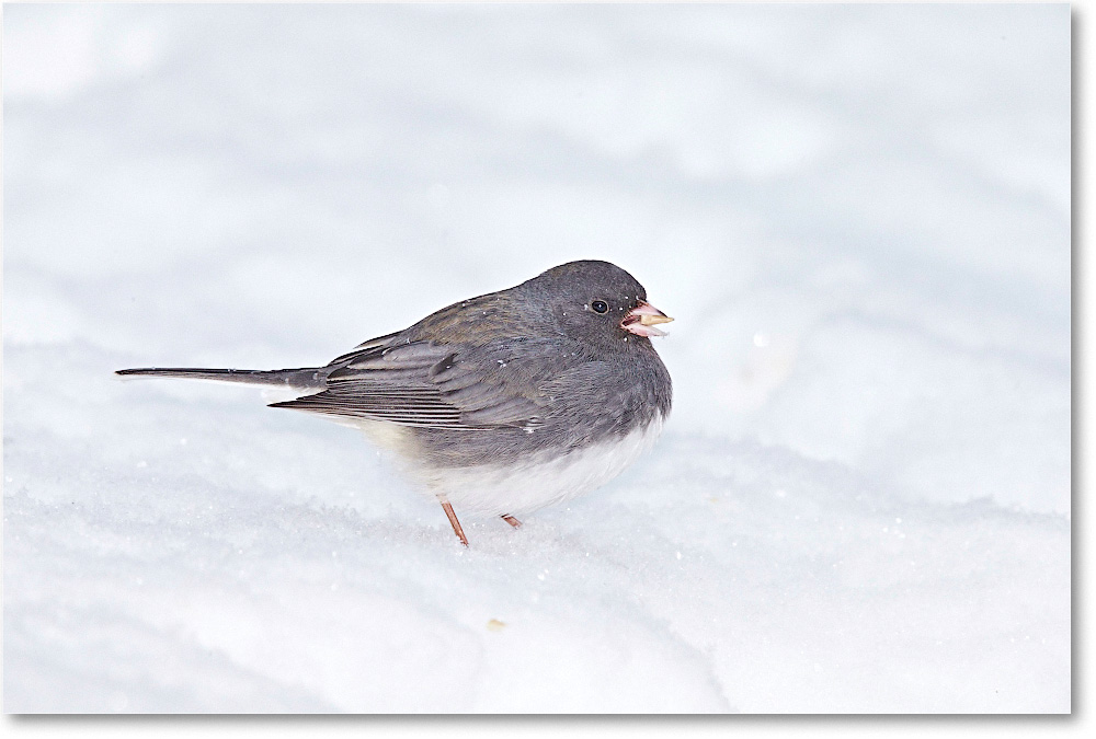 JuncoDarkEyed-Virginia-2015Feb-1DXA1218 copy
